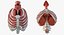 Female Ribcage Skeleton with Respiratory System