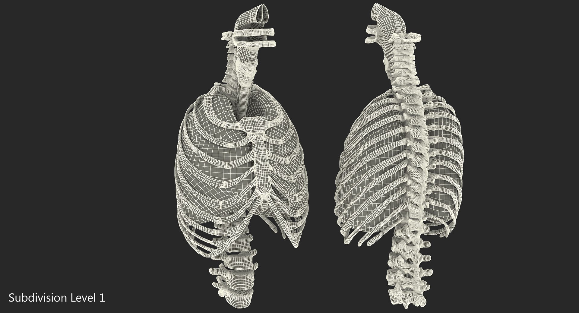 3D female ribcage skeleton respiratory https://p.turbosquid.com/ts-thumb/SI/YdkRqN/mXtYq9l3/female_ribcage_skeleton_with_respiratory_system_0009/jpg/1506989057/1920x1080/fit_q87/c60d789137acc949407d20e2bad78cd322068091/female_ribcage_skeleton_with_respiratory_system_0009.jpg