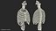 Female Ribcage Skeleton with Respiratory System