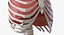 Female Ribcage Skeleton with Respiratory System