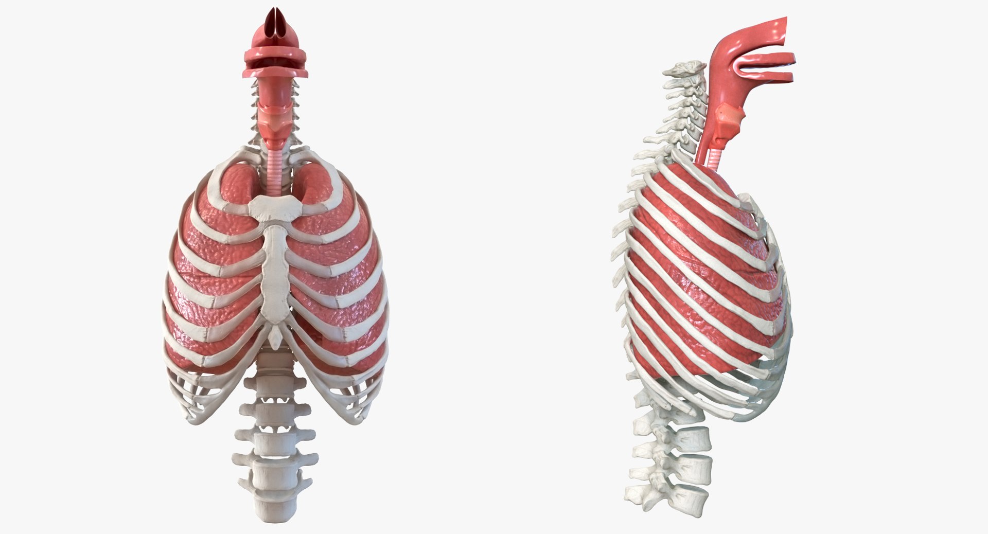 3D female ribcage skeleton respiratory https://p.turbosquid.com/ts-thumb/SI/YdkRqN/tGZGug9V/female_ribcage_skeleton_with_respiratory_system_0002/jpg/1506989020/1920x1080/fit_q87/92641db218d69d00ed1a93f0366352ccd6b05165/female_ribcage_skeleton_with_respiratory_system_0002.jpg