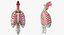 Female Ribcage Skeleton with Respiratory System