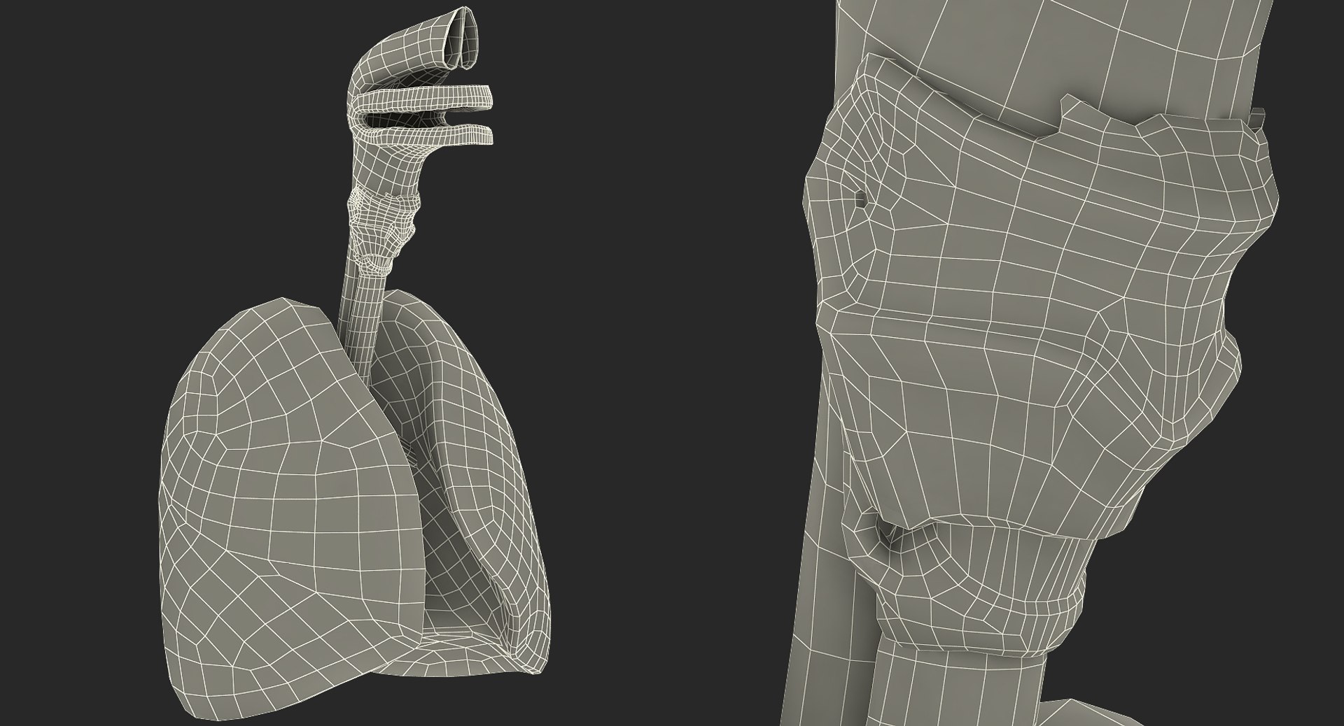 3D female ribcage skeleton respiratory https://p.turbosquid.com/ts-thumb/SI/YdkRqN/uyxTa8B5/female_ribcage_skeleton_with_respiratory_system_0015/jpg/1506989087/1920x1080/fit_q87/212da4010b98ffc41dfadb3cf69eec5e0e5f7ab3/female_ribcage_skeleton_with_respiratory_system_0015.jpg