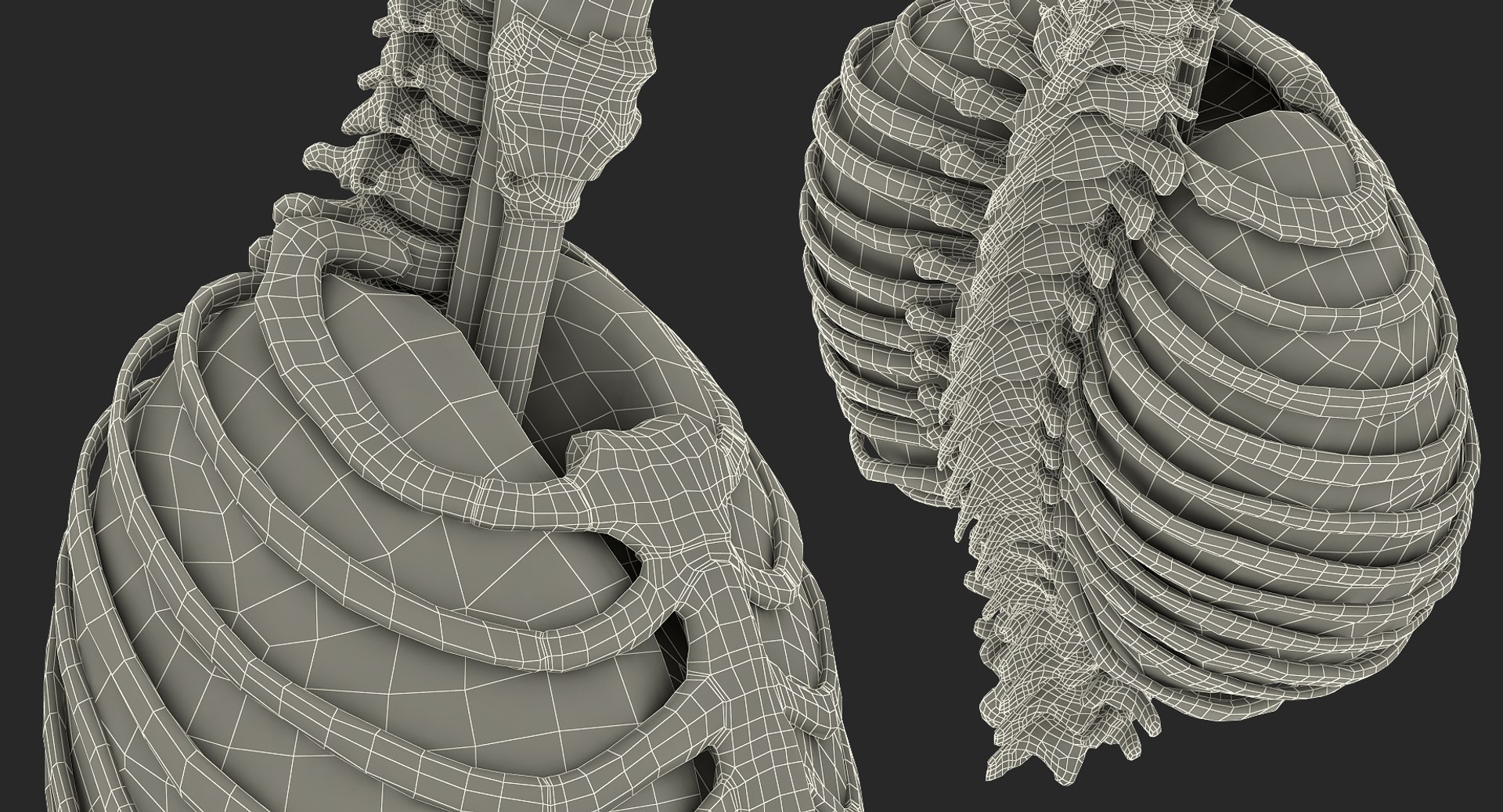 3D female ribcage skeleton respiratory https://p.turbosquid.com/ts-thumb/SI/YdkRqN/vO0tbT8r/female_ribcage_skeleton_with_respiratory_system_0014/jpg/1506989083/1920x1080/fit_q87/26aeb1c280eb839644d4f17d6422d11674c77420/female_ribcage_skeleton_with_respiratory_system_0014.jpg