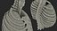 Female Ribcage Skeleton with Respiratory System
