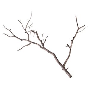 Branch