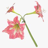 Amaryllis - Pink