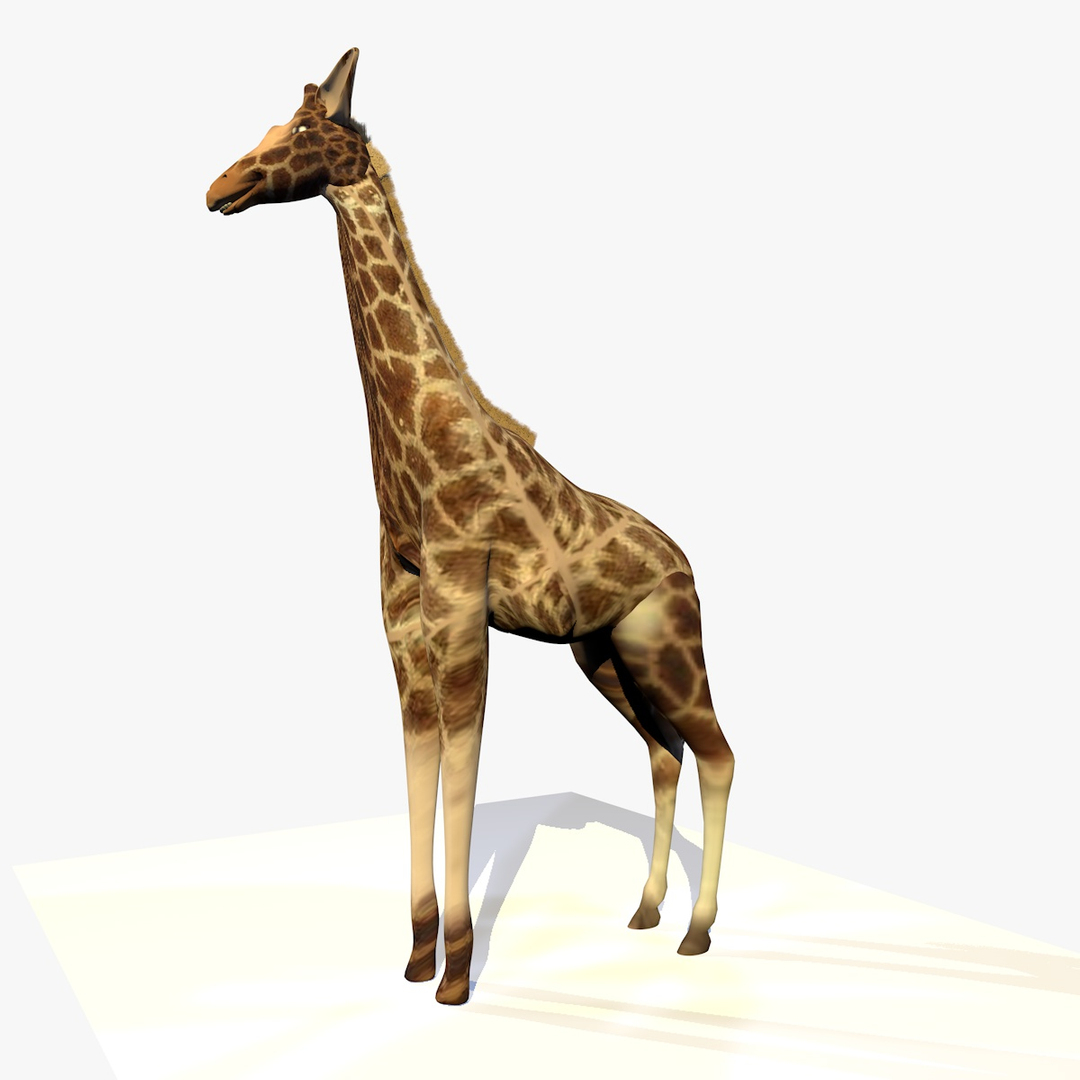 Giraffe Standing Animation 3d C4d
