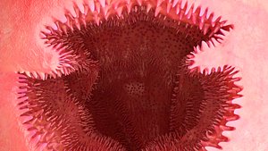 jejunum inner section 3D model