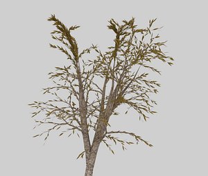 photorealistic weeping willow tree 3D