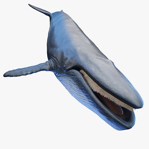3D model Blue Whale Static