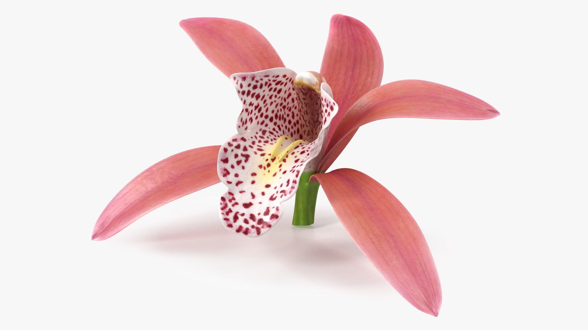 Cymbidium Orchid Flower Pink 3D model preview