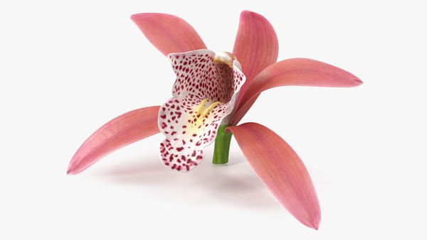 modelo 3d Orquídea Cymbidium Flor Rosa - TurboSquid 1819208