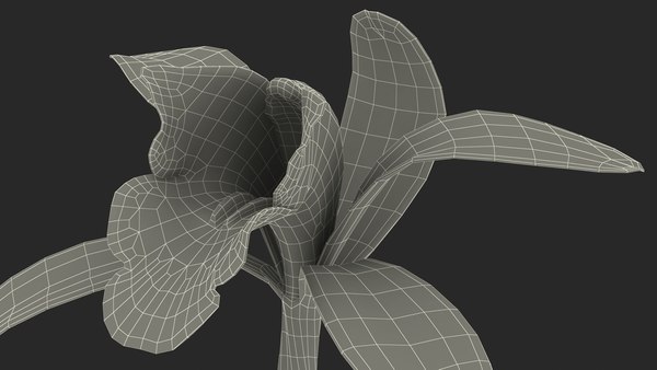 Cymbidium Orchid Flower Pink 3D model - TurboSquid 1819208