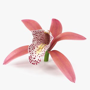 Cymbidium Orchid Flower Pink 3D model