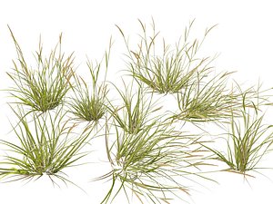 3D model HighpolyLowpoly Astrebla lappacea - Curly Mitchell grass