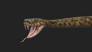 Rattlesnake