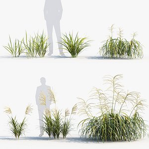Miscanthus flavidus Miscanthus sinensis