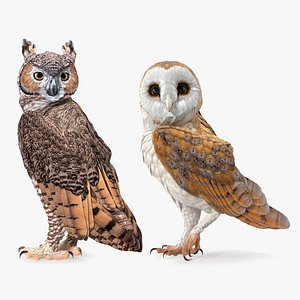 3D owls great horned model