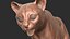 Margay Cat Primary Forms Zbrush Sculpt 3D model