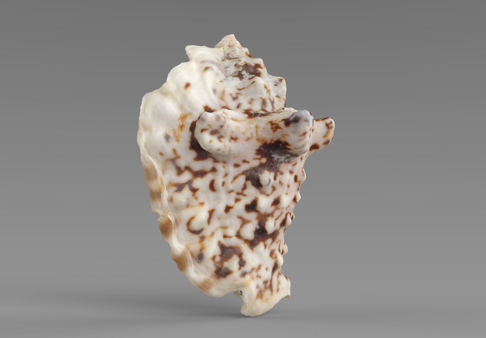 Sea Shell 3D Model - TurboSquid 1960057