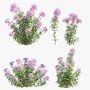 3D Sweet Joe Pye weed