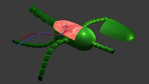 Lymph Node Human Anatomy Lowpoly AR VR mobile