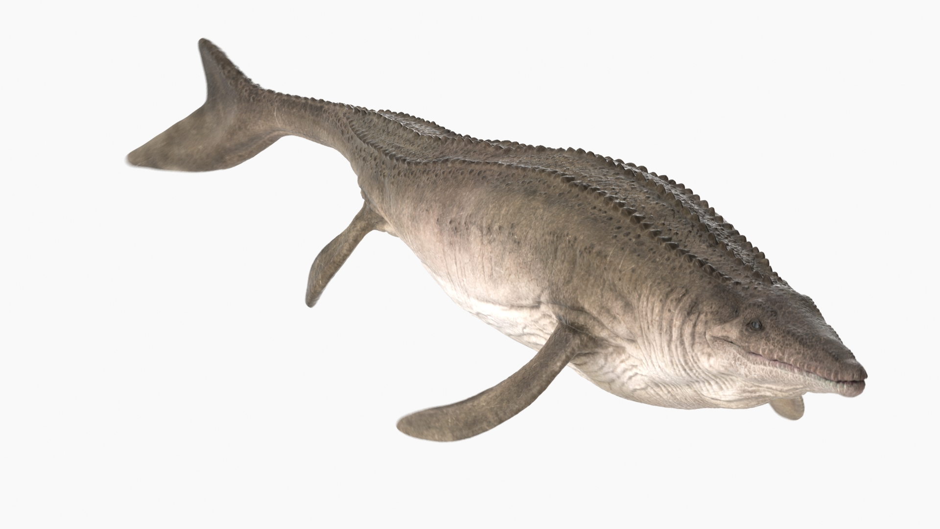 Mosasaurus Reptiles 3D Model - TurboSquid 1593773