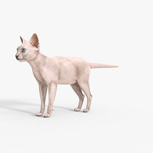 3D model Hairless Cat Rigged