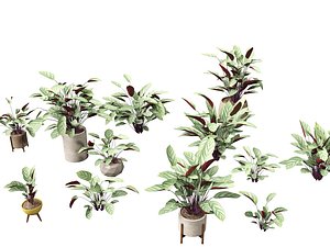 3D Ctenanthe setosa - Prayer plant model