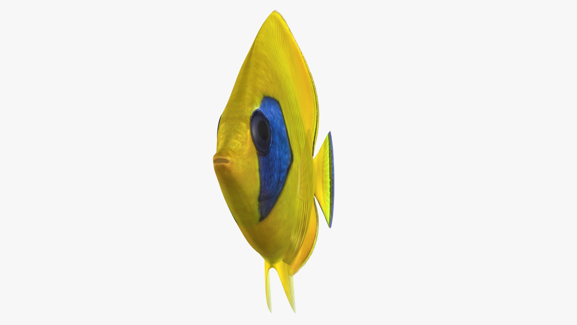 Bluecheek Butterflyfish Animation 3D Model - TurboSquid 1503196