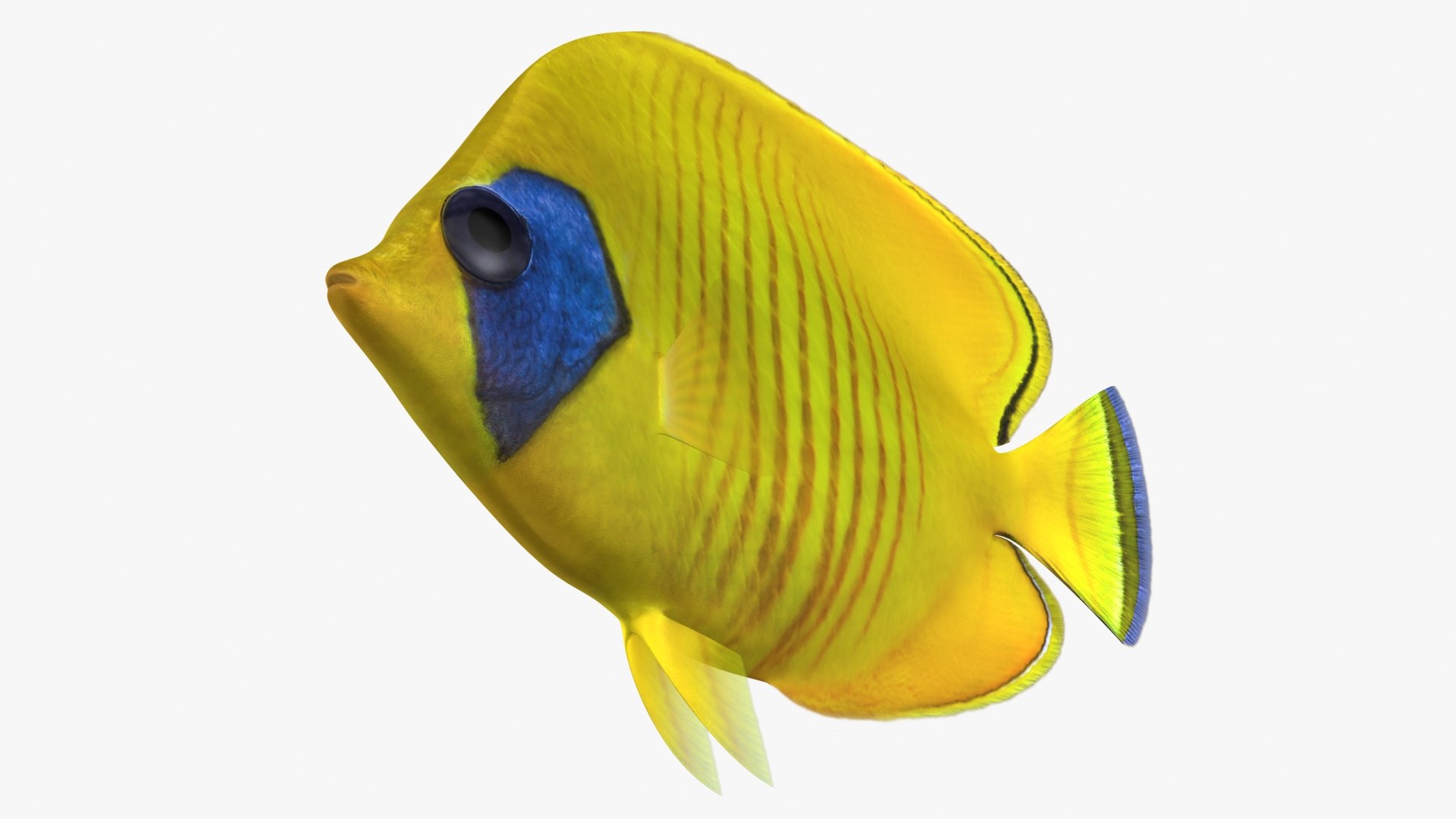 Bluecheek Butterflyfish Animation 3D Model - TurboSquid 1503196