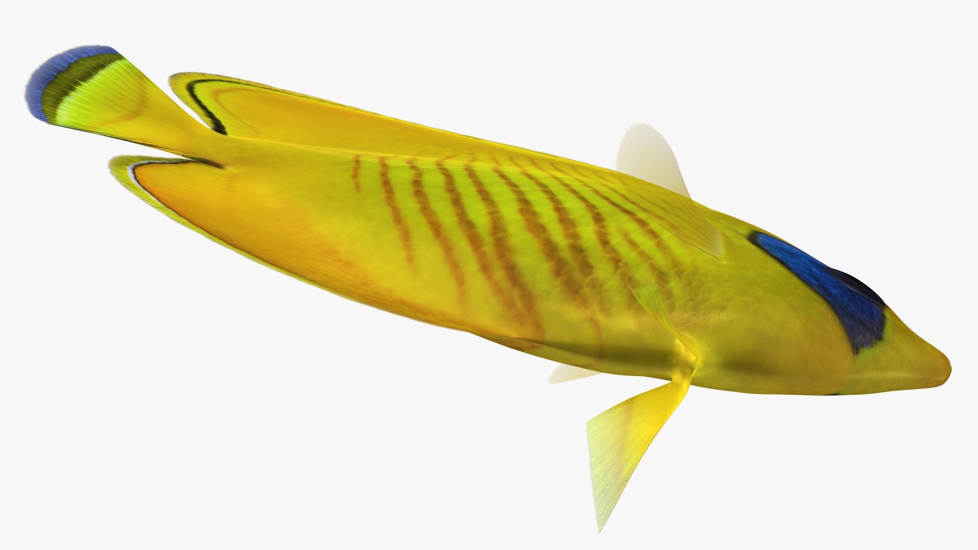 Bluecheek Butterflyfish Animation 3D Model - TurboSquid 1503196