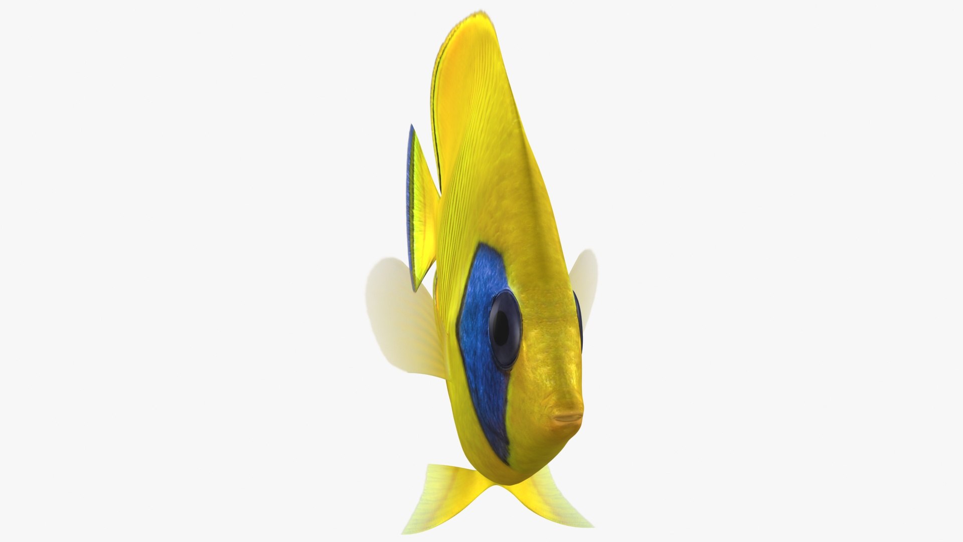 Bluecheek Butterflyfish Animation 3D Model - TurboSquid 1503196