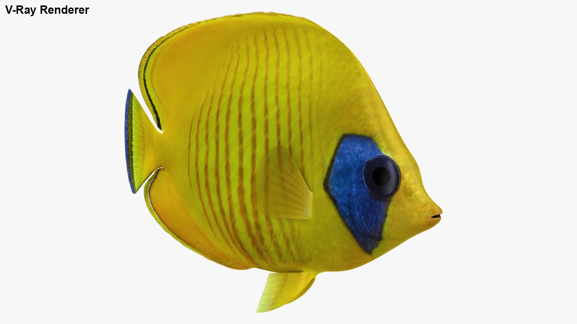 Bluecheek Butterflyfish Animation 3D Model - TurboSquid 1503196