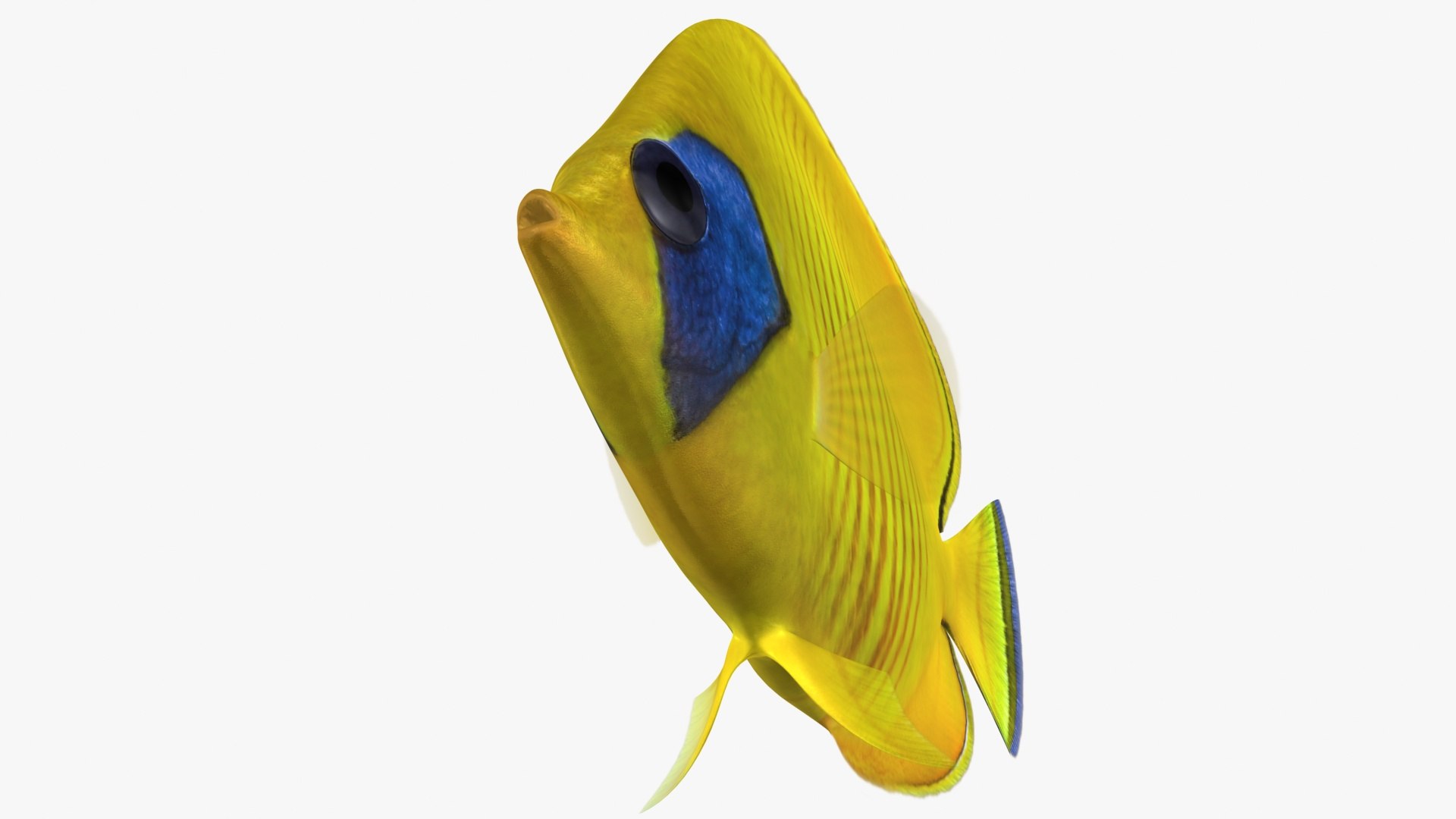 Bluecheek Butterflyfish Animation 3D Model - TurboSquid 1503196