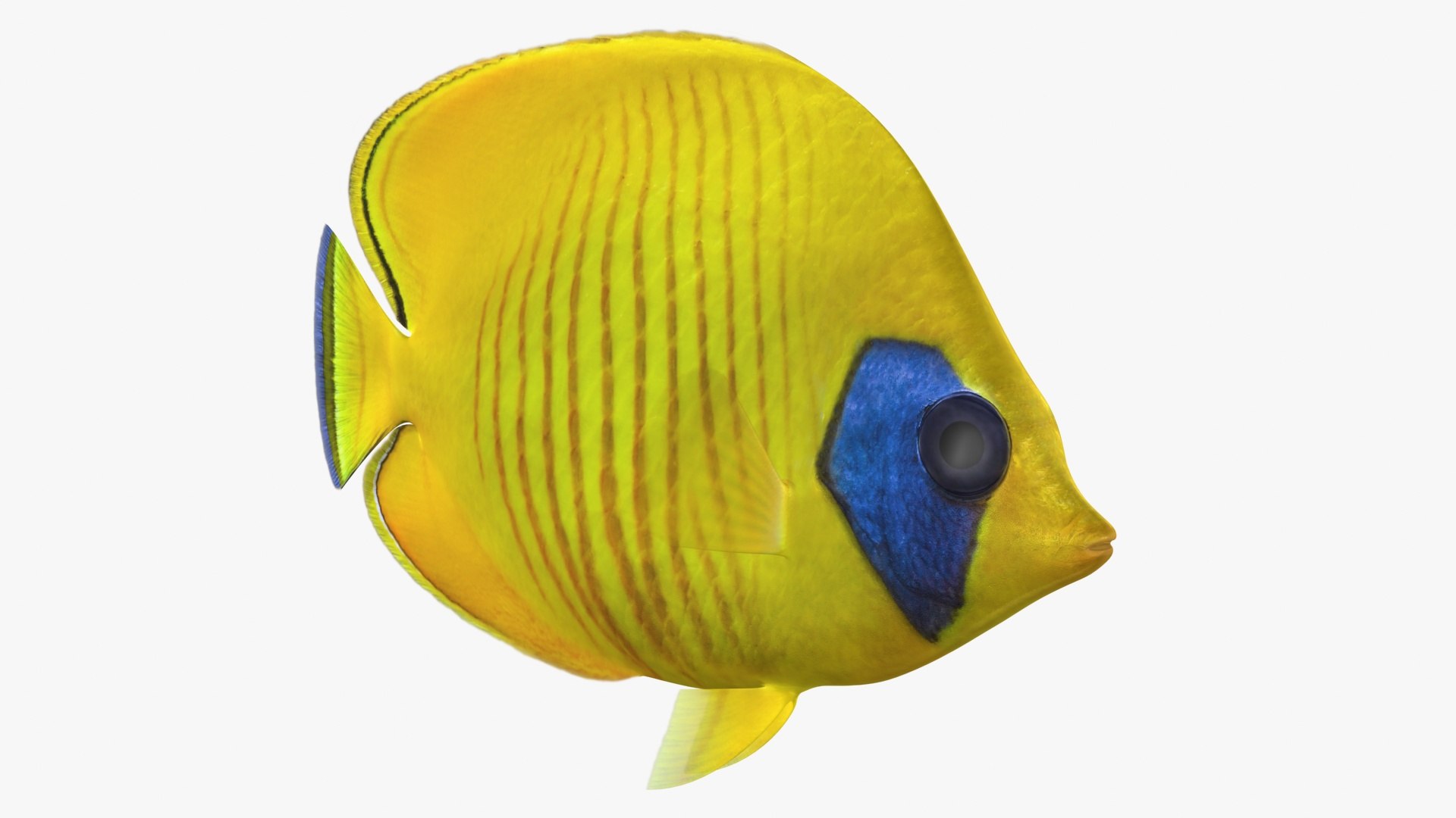 Bluecheek Butterflyfish Animation 3D Model - TurboSquid 1503196
