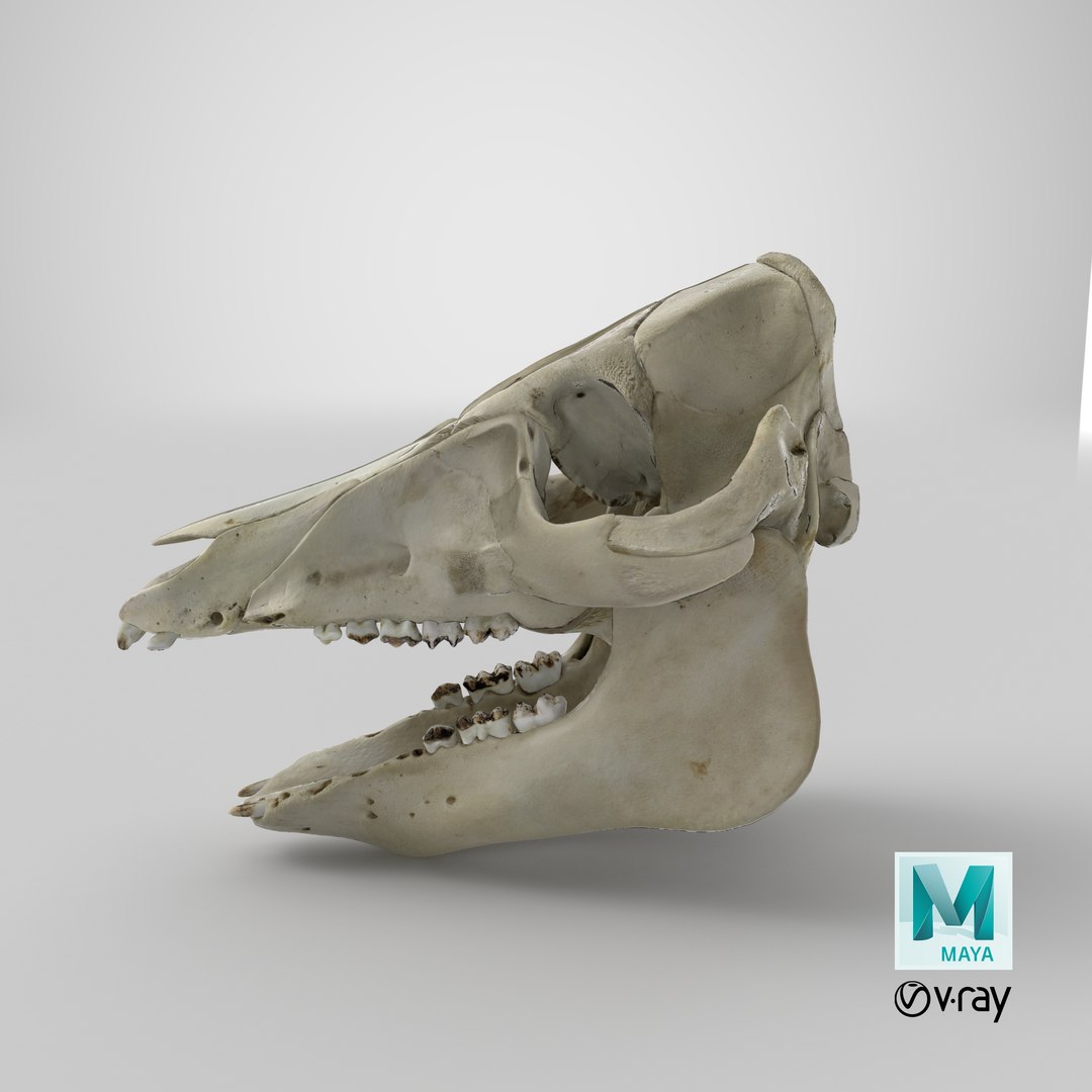 3D Domestic Pig Skull https://p.turbosquid.com/ts-thumb/SK/hL38D6/4S/stemcell_maya_vray_render/png/1621498733/1920x1080/fit_q87/d98cc6d6c374fe447bdb5745611564843b28995e/stemcell_maya_vray_render.jpg