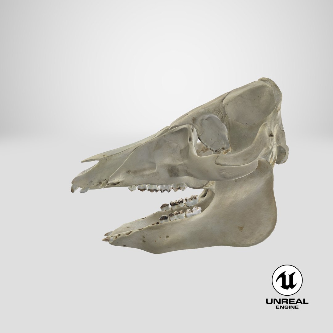 3D Domestic Pig Skull https://p.turbosquid.com/ts-thumb/SK/hL38D6/Gb/stemcell_unreal_render/png/1621498718/1920x1080/fit_q87/394b197f2432f6cc35f10e726429fed2c94fd7ca/stemcell_unreal_render.jpg