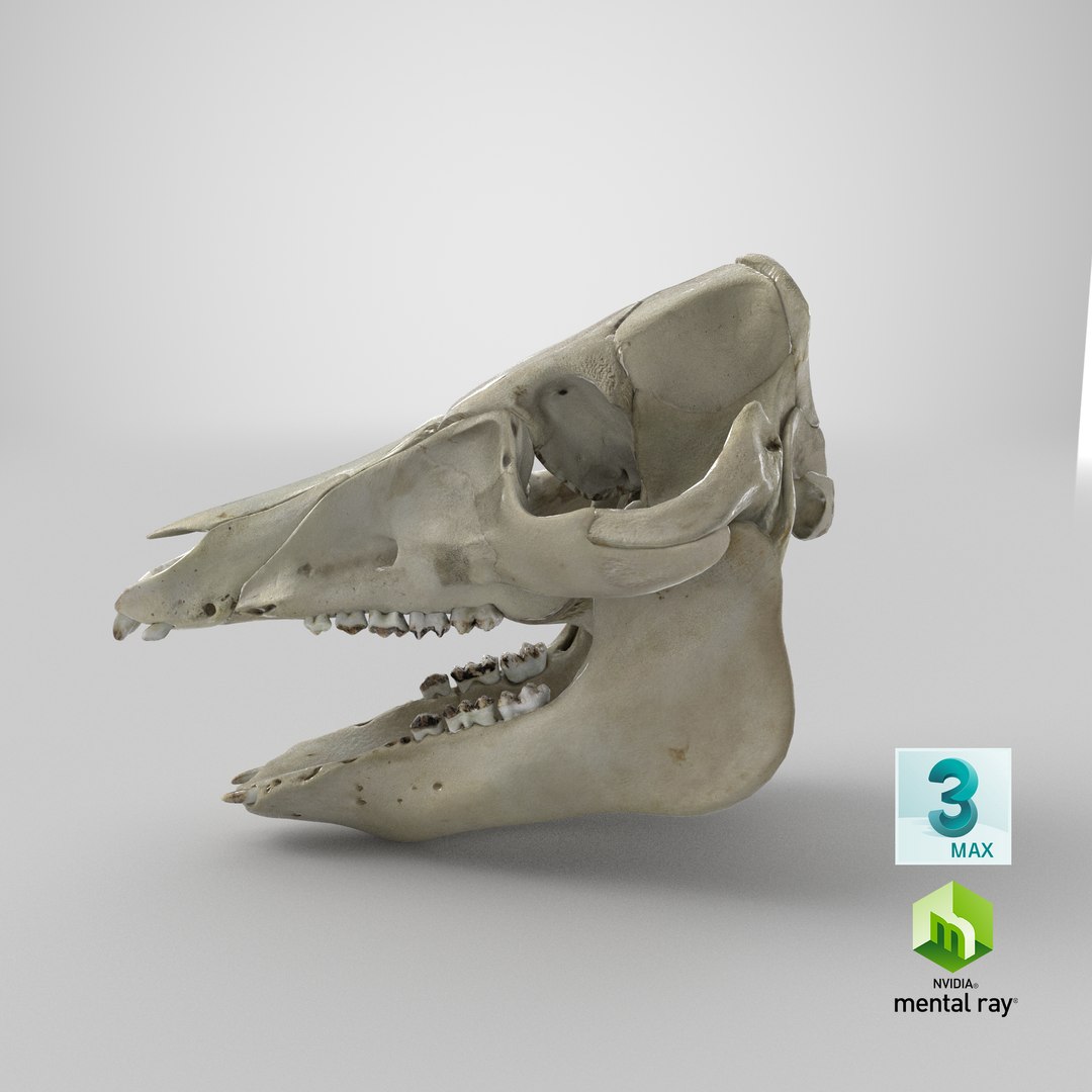 3D Domestic Pig Skull https://p.turbosquid.com/ts-thumb/SK/hL38D6/HJ/stemcell_max_mental_ray_render/png/1621498720/1920x1080/fit_q87/a00145c81d02b26e4d02c44ccddf78943282f526/stemcell_max_mental_ray_render.jpg