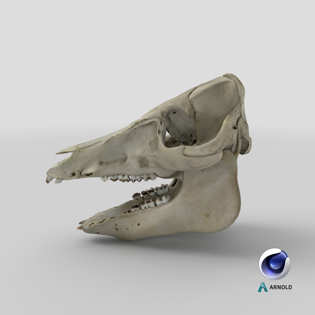 3D Domestic Pig Skull https://p.turbosquid.com/ts-thumb/SK/hL38D6/Ir/stemcell_cinema_4d_arnold_render/png/1621498716/1920x1080/fit_q87/76a8c0343091f9ed0f0d433233b10dc16d88c51c/stemcell_cinema_4d_arnold_render.jpg
