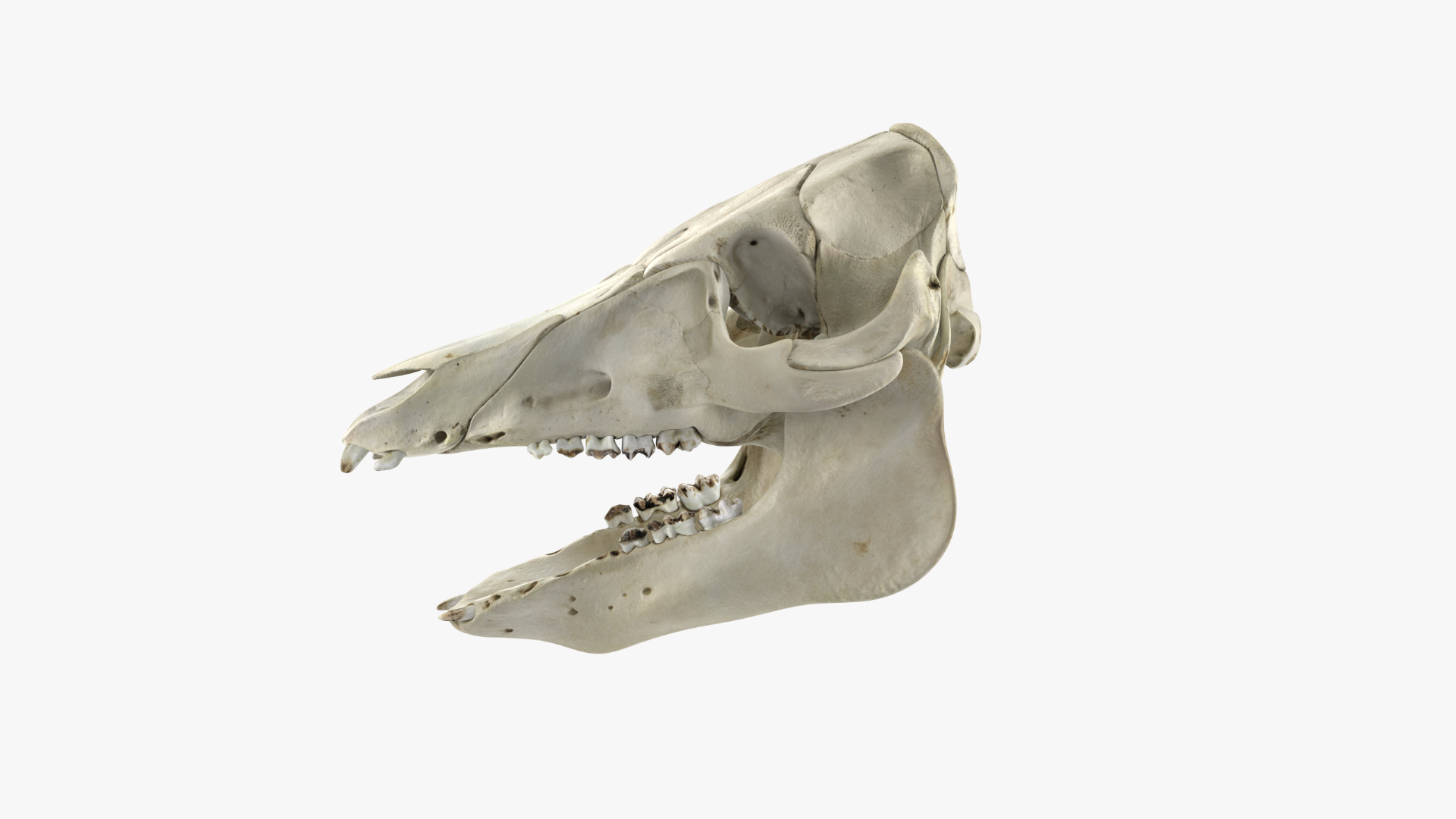 3D Domestic Pig Skull https://p.turbosquid.com/ts-thumb/SK/hL38D6/It/verticalexplodedview/png/1620981869/1920x1080/turn_fit_q99/5892c44c1acd1eb4cbe6eb934e93a1dd466827c8/verticalexplodedview-1.jpg