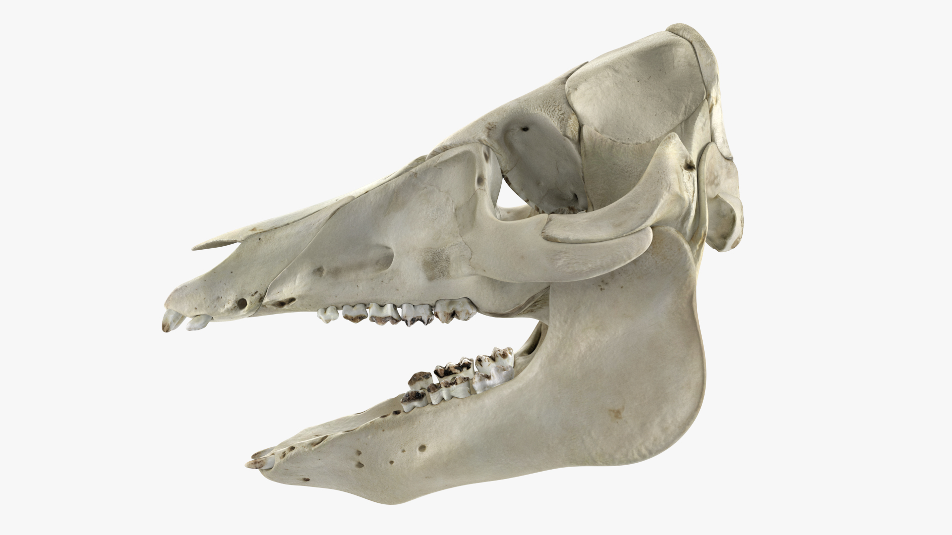 3D Domestic Pig Skull - TurboSquid 1732673