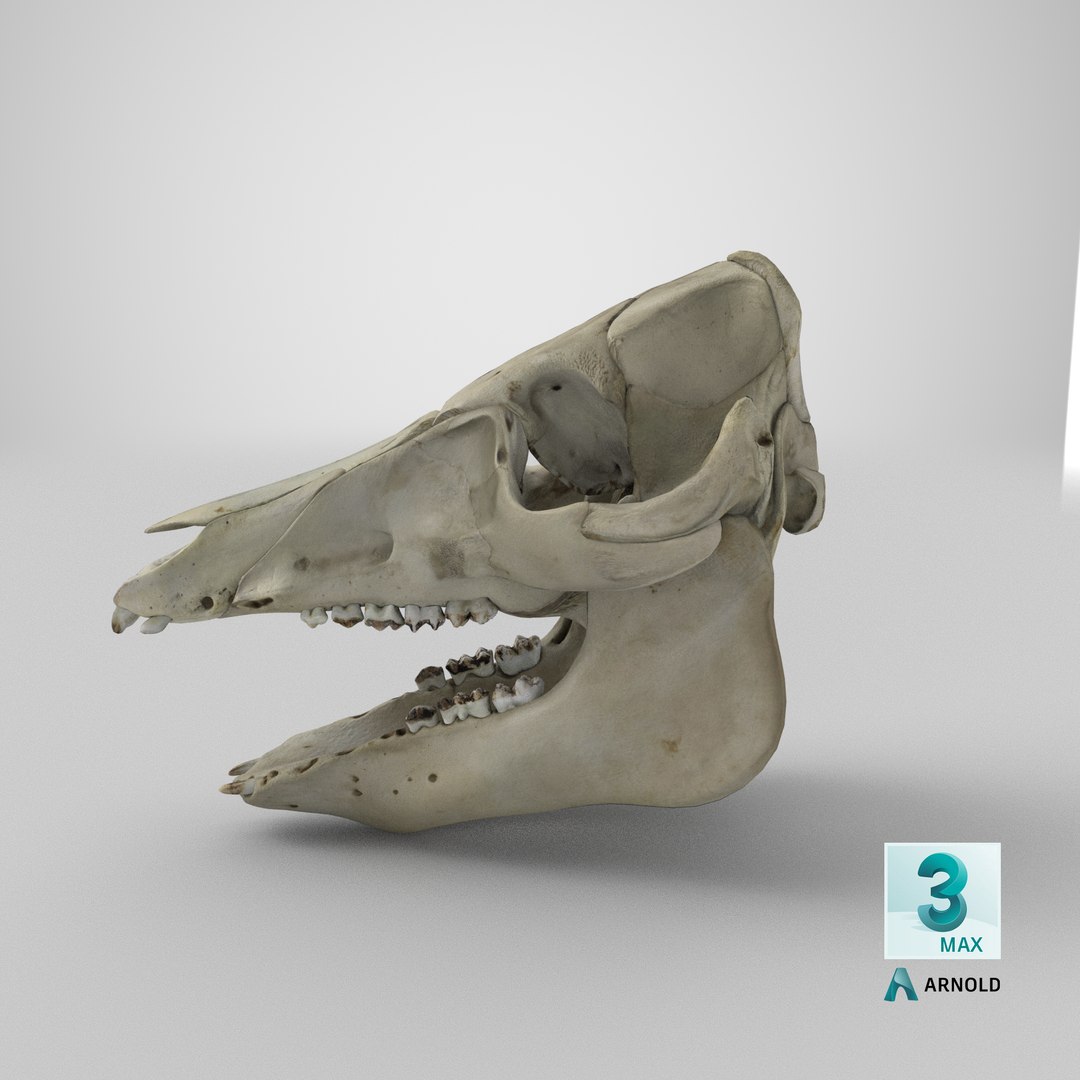 3D Domestic Pig Skull https://p.turbosquid.com/ts-thumb/SK/hL38D6/Ri/stemcell_max_arnold_render/png/1621498719/1920x1080/fit_q87/235b24fdf8f326704494d42d81631d660f20cb00/stemcell_max_arnold_render.jpg