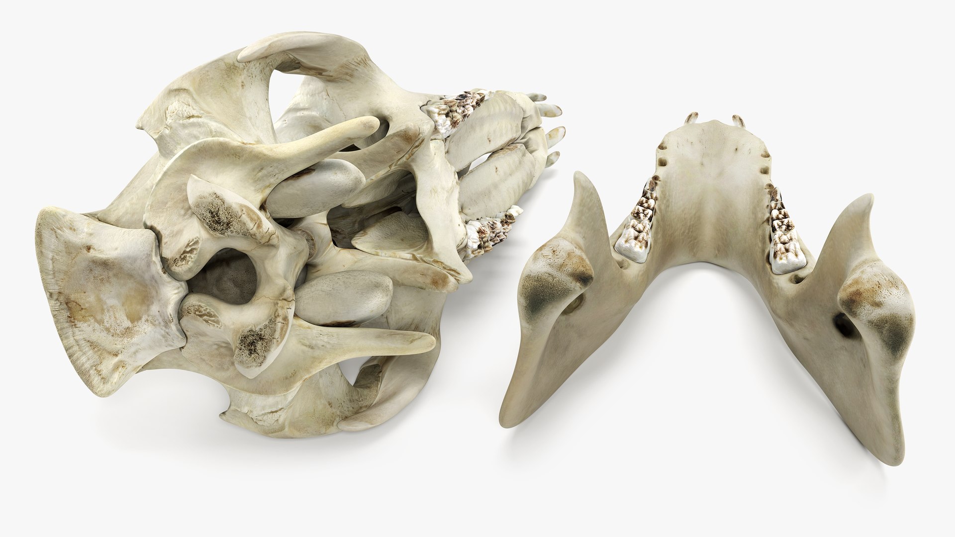 3D Domestic Pig Skull https://p.turbosquid.com/ts-thumb/SK/hL38D6/Wn/32productshotdisassembledontwoparts/png/1620981192/1920x1080/fit_q87/ec65f68f0600197b44ebd26d17630a3794665c3f/32productshotdisassembledontwoparts.jpg