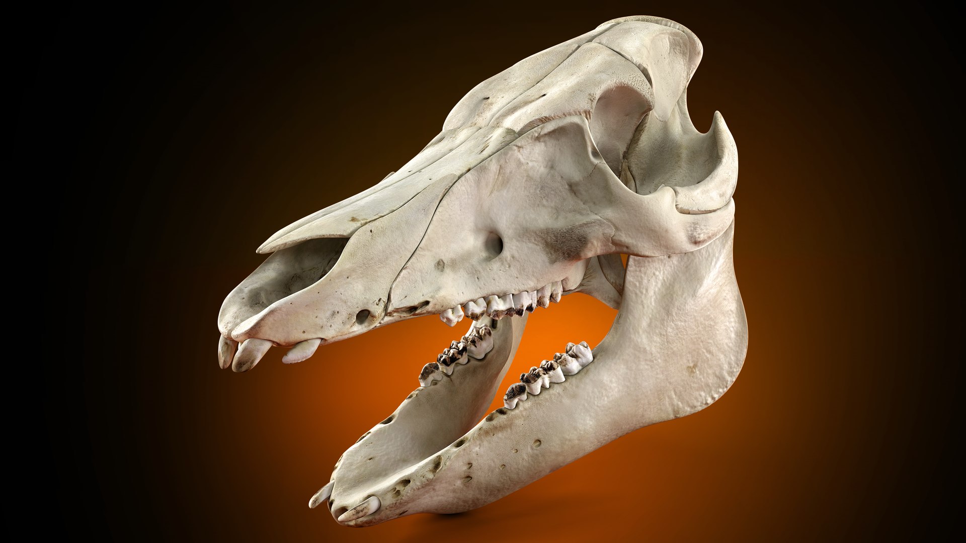 3D Domestic Pig Skull https://p.turbosquid.com/ts-thumb/SK/hL38D6/bf/11productshotsearchimage/png/1620981196/1920x1080/fit_q87/12000fd831f0cdde0c7af2a3ebf9752e94473858/11productshotsearchimage.jpg