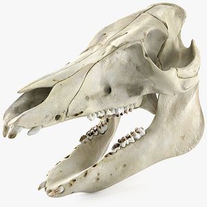 Animal Skull 3D Models for Download | TurboSquid