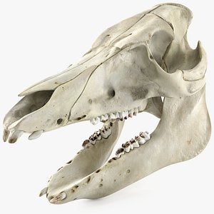 Domestic Pig Skull