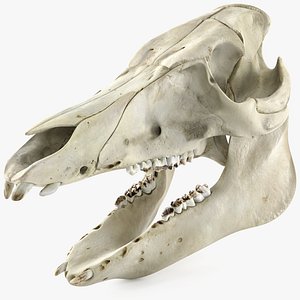 Domestic Pig Skull