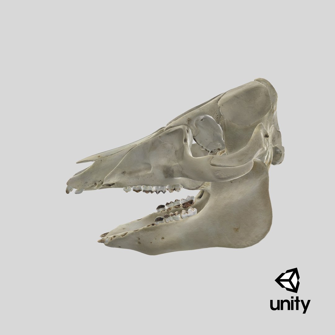 3D Domestic Pig Skull https://p.turbosquid.com/ts-thumb/SK/hL38D6/nI/stemcell_unity_render/png/1621498716/1920x1080/fit_q87/1f12492f0ba2d7c63097d6a1b227a1de0fbb7dc1/stemcell_unity_render.jpg